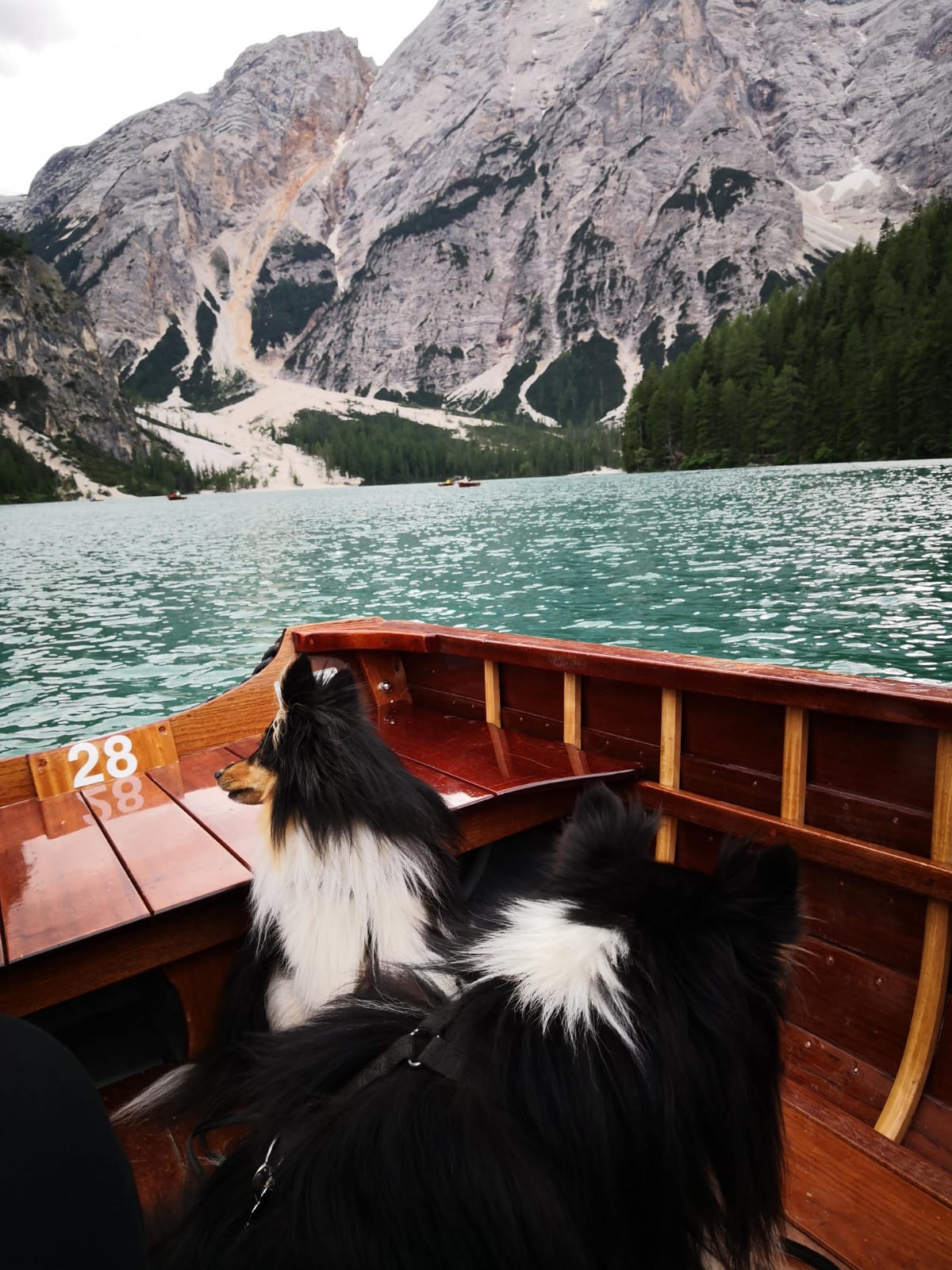 Dos perros disfrutando de un paseo en barca