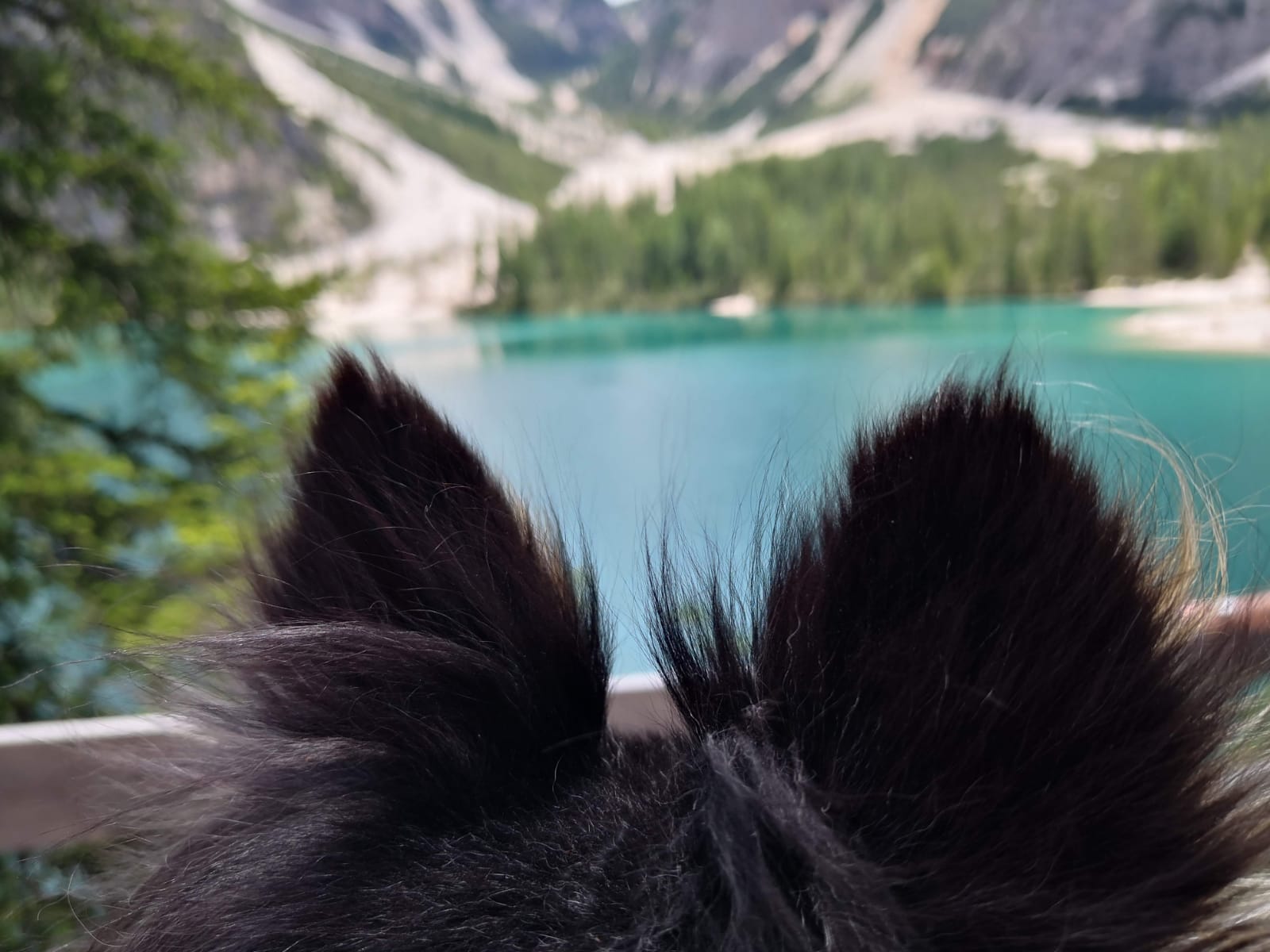 Perro contemplando un lago de montaña