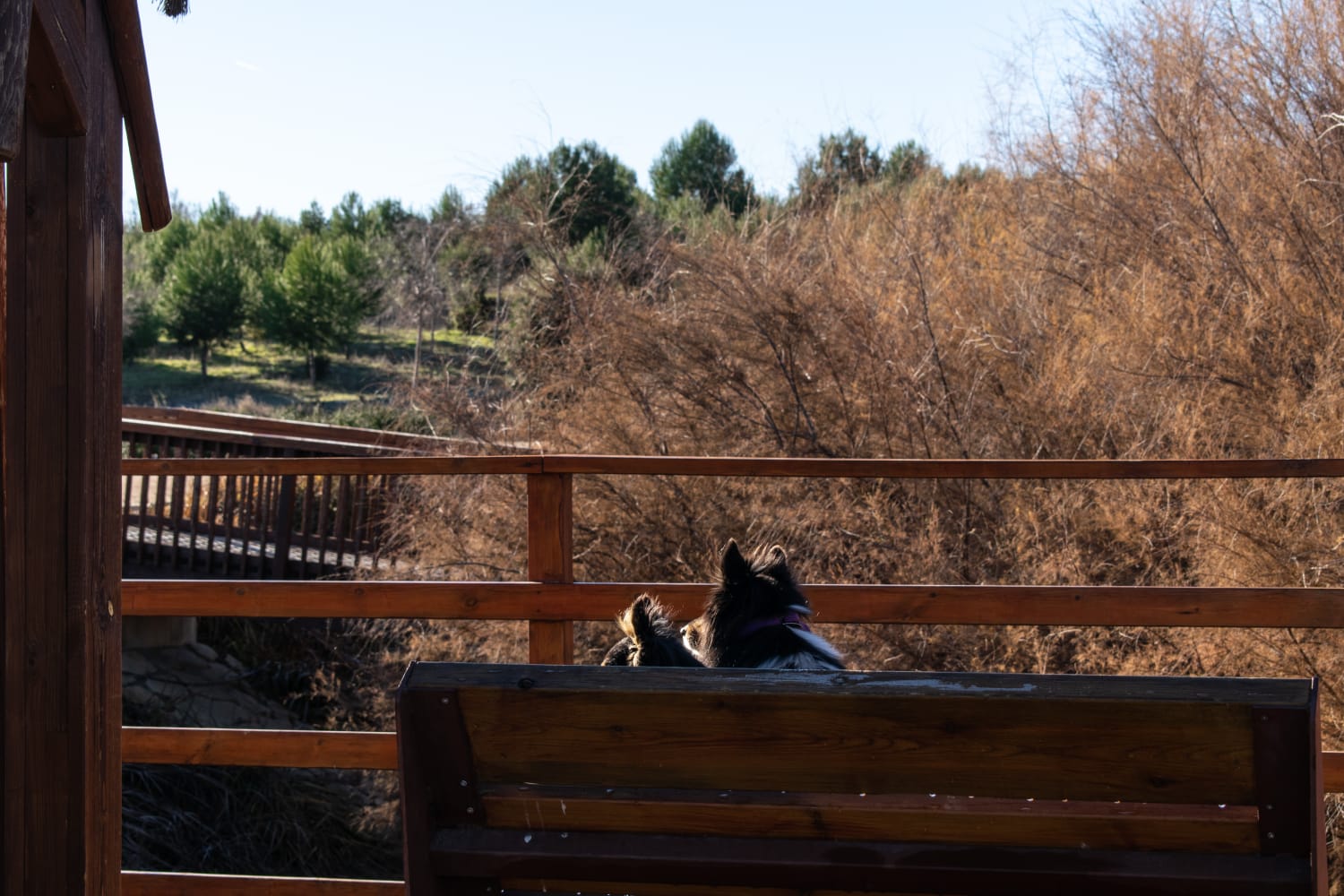 Perro contemplando el paisaje desde un mirador de madera
